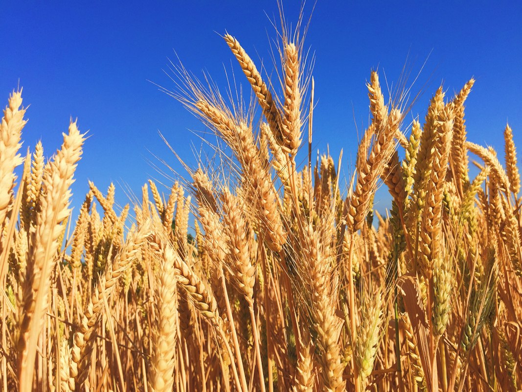 Hafer - Nervenschutz durch Beta-Glucane